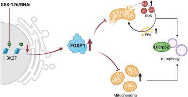 Decreasing H3K27me3 alleviates cerebral ischemia/reperfusion injury by modulating FOXP1 expression