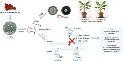 The discovery of marine natural product Streptochlorin and its inhibition of Banana fusarium wilt by targeting the GPI pathway