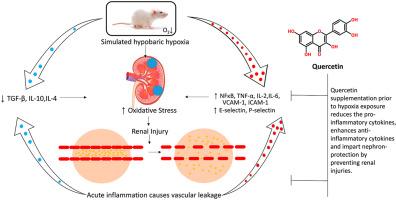 Mitigation of hypobaric hypoxia induced renal inflammatory alterations by quercetin prophylaxis