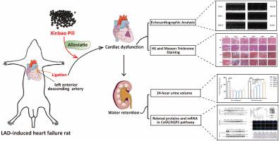 Xinbao pill attenuated water retention by regulating the CaSR/AQP2 pathway in LAD-induced chronic heart failure rats