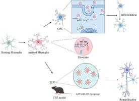 Microglia-derived exosomes modulate myelin regeneration via activating Nrf2 signaling pathway in oligodendrocyte precursor cells in MS