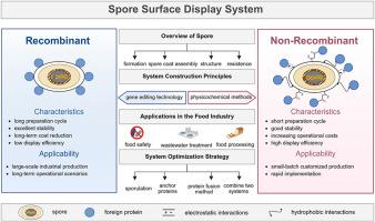 Bacterial spore surface display system for enzyme stabilization in food industry: Principles, applications and efficiency optimization strategies
