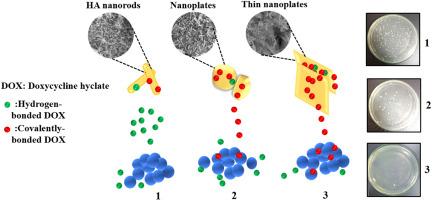 Natural bone-mimicking hydroxyapatite nanoplates as a novel antibiotic drug vehicle: A comparative study with nanorods