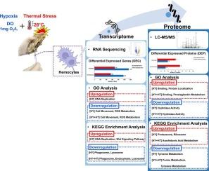 Combined effects of hypoxia and thermal stress on hemocyte response in Pacific oysters (Crassostrea gigas): Insights from transcriptomic and proteomic analyses