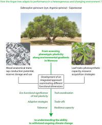 Understanding how the Argan tree adapts its performance in a heterogeneous environment using wood anatomical and leaf functional traits