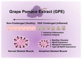 Evaluating the bioactive capacity of Concord grape (Vitis labrusca) pomace extract on skeletal muscle in a healthy and intestinally inflamed in-vivo model (Gallus gallus): a preliminary study