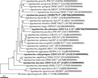 Four novel species of the genus Aquimarina isolated from marine sponges: Aquimarina callyspongiae sp. nov., Aquimarina mycalae sp. nov., Aquimarina discodermiae sp. nov., and Aquimarina penaris sp. nov