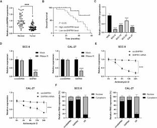 CircSHPRH inhibits malignancy progression of head and neck squamous cell carcinoma by regulating PI3K/AKT/mTOR signaling pathway
