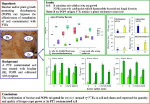 Combining biochar, plant growth-promoting rhizobacteria, and annual ryegrass for the recovery of a PTEs multi-contaminated soil