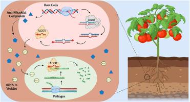 Cross kingdom RNA trafficking - A novel tool for plant disease management