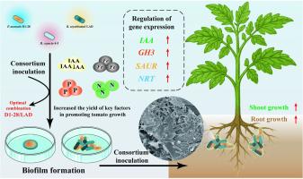Synergistic interaction in mixed pant growth promoting rhizobacteria consortium enhances biofilm formation and rhizosphere colonization to promote tomato (Solanum lycopersicum) growth