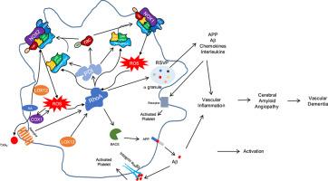 Platelet COX and LOX enzymes orchestrate amyloid-β secretion via RhoA signaling: Implications for neurodegenerative diseases