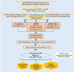 Leishmania donovani alters the host sphingolipid biosynthetic pathway regulatory microRNA hsa-miR-15a-5p for its survival