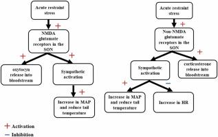 Glutamate modulation of physiological and behavioral responses to restraint stress: Participation of supraoptic nucleus of the hypothalamus