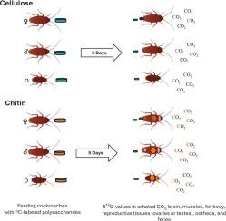 Metabolization of the two most abundant polysaccharides, cellulose and chitin, by an extreme generalist insect, the American cockroach