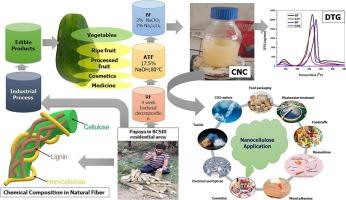 Production of cellulose nanocrystal (CNC) from papaya tree stem as a potential reinforcement in bionanocomposite manufacturing