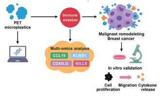 Polyethylene Terephthalate Microplastics Induce Immune Evasion and Malignant Remodeling in Breast Cancer Through Multi-Omics-Identified Immune Checkpoints