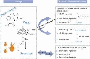 Functional analysis of the regulation of beta-cypermethrin resistance by Deg-CYP-3 in Dermanyssus gallinae