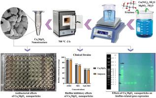 Novel Cu4MgO5 nanoparticles: Investigating anticancer, antibacterial, anti-biofilm, and fimH gene-related biofilm inhibition in Uropathogenic Escherichia coli