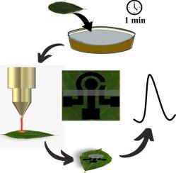 Sustainable electrochemical sensor from CO2 laser pyrolyzed green leaves for carbendazim detection