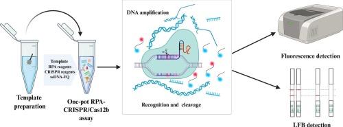 Isothermal one-pot RPA-CRISPR/Cas12b assay for rapid and highly sensitive detection of Brucella spp