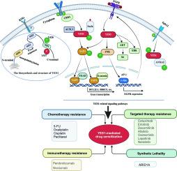 Targeting YES1 enhances the efficacy of chemotherapy, targeted therapy and onco-immunotherapy