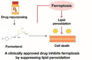 Formoterol, a clinically approved drug, inhibits ferroptosis by suppressing lipid peroxidation and attenuates APAP-induced acute liver injury