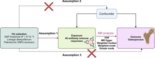 Immune-mediated bone loss: A Mendelian randomization and NHANES-based study of viral infections and osteoporosis