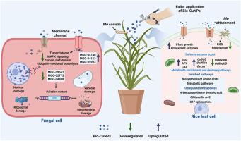 Advanced bifunctional nanotherapeutics display multi-tiered defense against Magnaporthe oryzae through targeted fungal inhibition and rice immunity enhancement