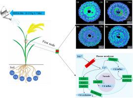 Micro-Area and Transcriptome Analysis revealed the mechanism of manganese inhibits the accumulation and upward transport of cadmium in the first node of rice