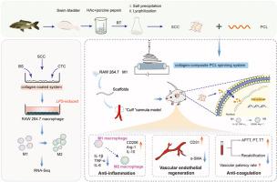 Distinctive fish collagen drives vascular regeneration by polarizing macrophages to M2 phenotype via TNF-α/NF-κB pathway