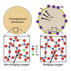 Heterogeneous amorphous structure and bioactivity in silver-doped bioactive glasses synthesized by spray drying methods