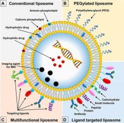 Rational design and translational advancement of phospholipid-based nanocarriers for targeted cancer therapy