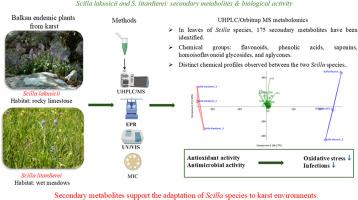 Secondary metabolites and biochemical adaptations of Scilla lakusicii and S. litardierei to karst environments: a metabolomic perspective