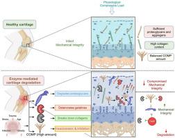 Therapeutic potential of COMP and TIMP-3 in preserving cartilage integrity compromised by proteases: A histo-mechanical study