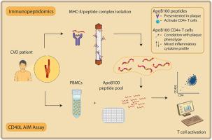 Immunopeptidomics analysis of human atherosclerosis plaques identifies antigenic drivers of atherosclerosis
