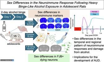 Sex differences in the neuroimmune response following heavy, binge-like alcohol exposure in adolescent rats