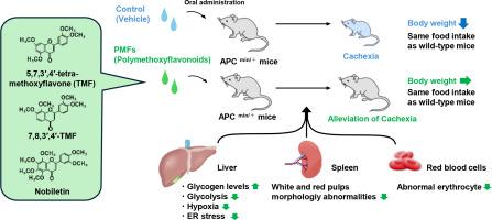 Effect of polymethoxyflavones on glucose metabolism in a mouse model of cachexia with mutation in the adenomatous polyposis coli gene