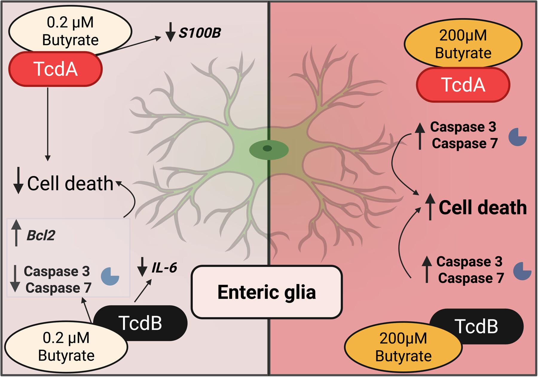 A Low Concentration of Butyrate has a Protective Action Against the Deleterious Effects of Clostridioides difficile Toxins on Enteric Glia