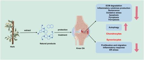 Natural products in the treatment of osteoarthritis: Current status and prospects