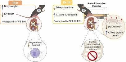 Interleukin-6 modulates endoplasmic reticulum stress signaling and mitochondrial protein complexes in the kidney following acute exhaustive exercise