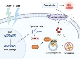 Carbon ion combined photon radiotherapy induces ferroptosis via NCOA4-mediated ferritinophagy in glioblastoma