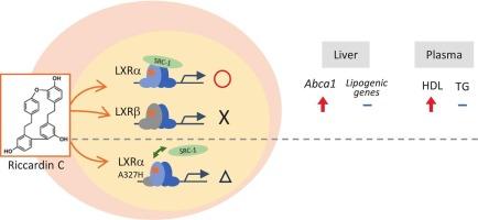 Alteration of alanine-327 in LXRα to LXRβ-type histidine deteriorates its subtype-selective activation by riccardin C