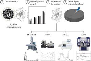 An exploratory study on crack healing in cementitious matrices induced by Pythium aphanidermatum