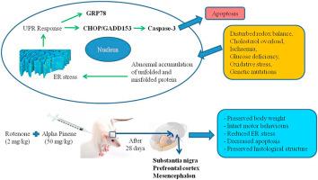 Endoplasmic reticulum stress modulation by Alpha-Pinene in a rotenone-induced rat model of Parkinson's disease