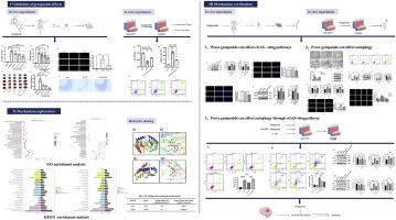 Effects of geniposide on cerebral ischemia/reperfusion-induced neuron damage by inhibiting autophagy via cGAS-STING