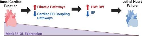 Med13 and Med13L: Critical redundant players in basal cardiac function and gene expression