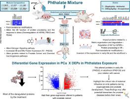 Maternal Phthalate Exposure Alters Prostate Proteome in Rat Offspring: Linking Omics Insights to Prostate Cancer Risk in Humans