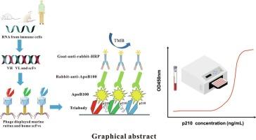 Development of a triabody-based immunoassay against a pathogenic epitope in human ApoB100 for the diagnosis and monitoring of atherosclerosis