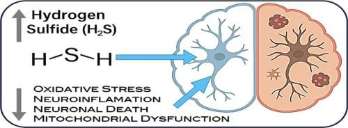 Hydrogen sulfide in the brain as a silent neuroprotector in Alzheimer’s disease
